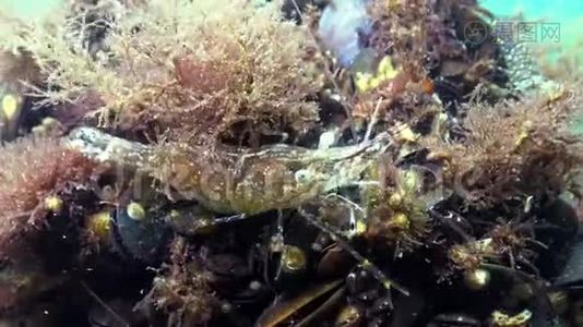 虾藏在贻贝中。 波罗的海虾海虾棕榈。视频