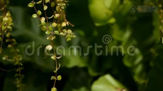 鸟巢`蕨，蕨类植物. 野生乐园热带雨林丛林植物为天然花卉背景.. 抽象纹理视频