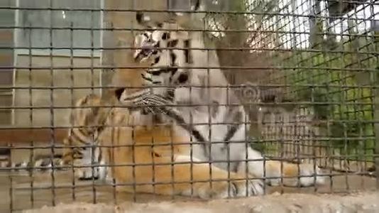动物园笼子里的老虎视频