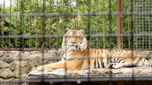 动物园笼子里的老虎视频