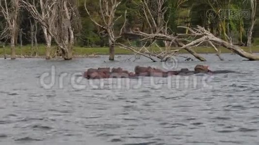 河马在湖水中休息，背景是干枯的树挂视频