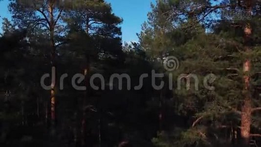 照相机从茂密的松林中起飞，飞过树梢。 摄像机从视频