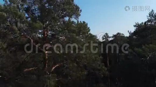 照相机从茂密的松林中起飞，飞过树梢。 摄像机从视频