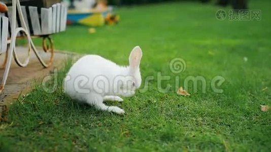 可爱可爱的白色毛茸茸的兔子坐在后院的绿草草坪上。 小可爱的小兔子在绿色的草地上散步视频
