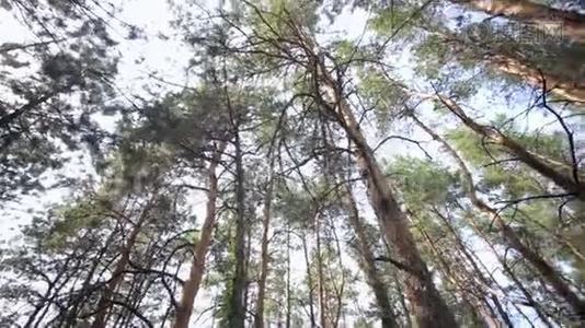 常绿林中高大古树的俯视图.. 背景是蓝天。视频