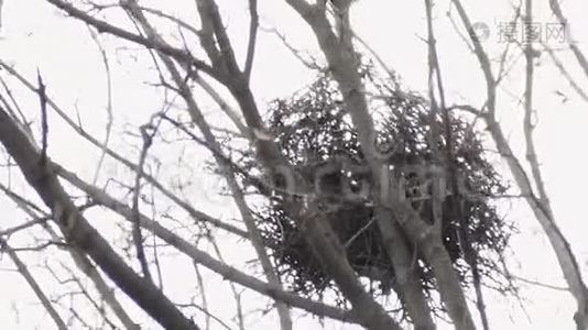 早春在枫树顶端的乌鸦小枝窝在日光下。 从下面看电视。视频