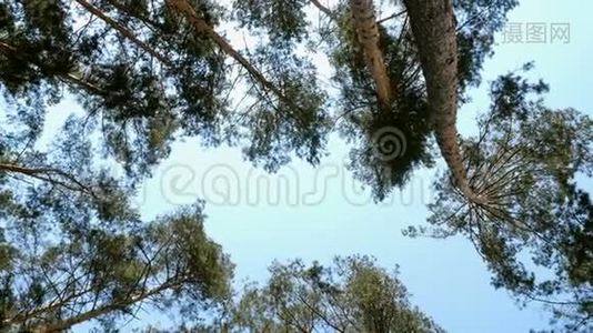在阳光明媚的日子里，林中高大的松树在蓝天的映衬下郁郁葱葱的树冠。视频