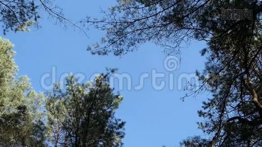一群鹤鸟在松树森林上空盘旋。 秋鸟迁徙。视频
