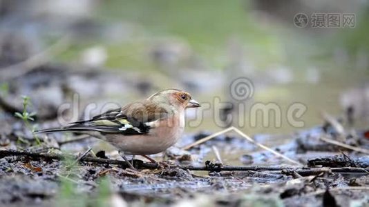 Chaffinch Fringilla Coelebs喝水视频