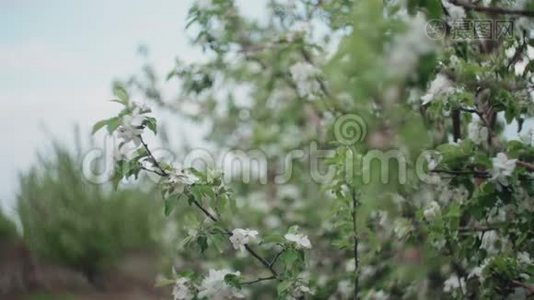 苹果树的开花枝..视频