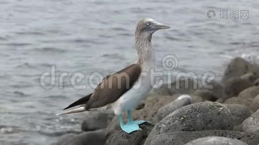 加拉帕戈斯群岛伊斯拉洛波斯岩石海岸上的蓝脚饵雷视频