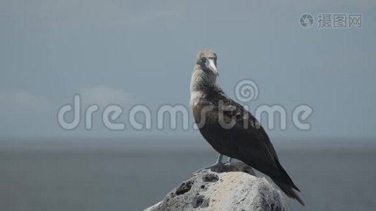 加拉拉戈斯群岛一块岩石上的蓝脚饵雷视频