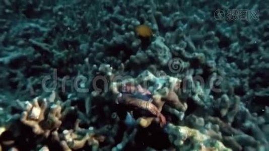 菲律宾热带珊瑚礁夜间放蛋&精子的普通话鱼交配视频
