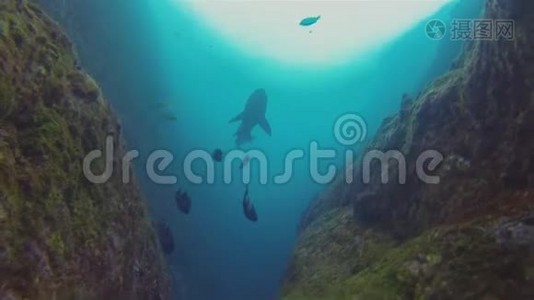 深蓝海沙虎鲨、灰护士鲨鱼剪影&阳光海面视频