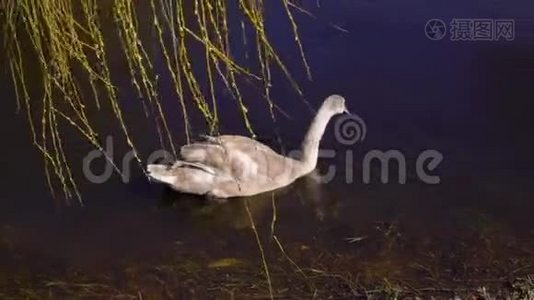 沼泽里一只孤独的鸭子视频