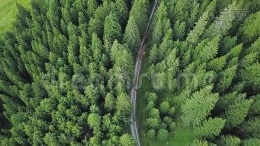 无人机飞过一条穿过森林绿树的道路视频