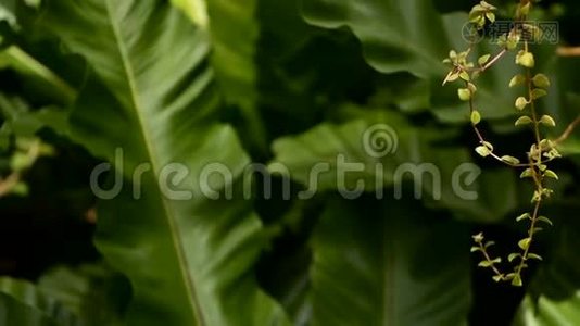 鸟巢`蕨，蕨类植物. 野生乐园热带雨林丛林植物为天然花卉背景.. 抽象纹理视频