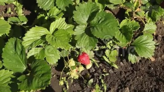 在花园里生长的草莓。 克莱恩开枪了。视频