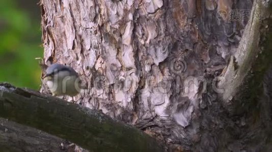 鸟-欧亚的努萨奇锡塔欧派亚沿着松树的树干爬行视频