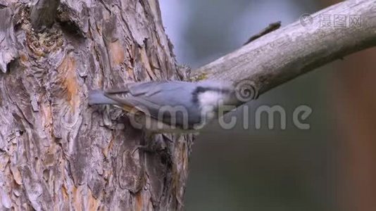 鸟-欧亚的努萨奇锡塔欧派亚沿着松树的树干爬行视频