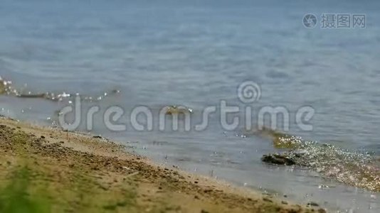 靠近湖水的沙滩上的一块孤石。 关于石头的细节。视频