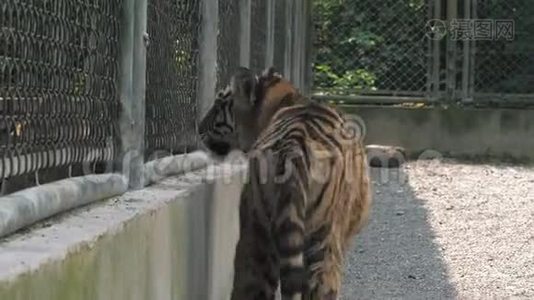 幼虎在动物园的笼子里踱来踱去。视频