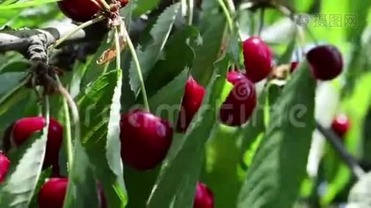 一棵树上新鲜健康的樱桃视频