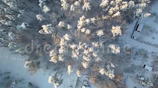 森林附近的房子。 雪中的树木和屋顶。 下雪后。 空中观景。视频