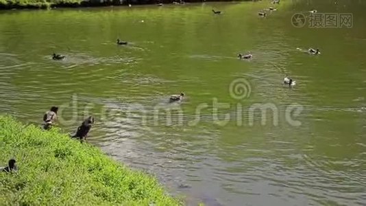 城市公园中央的鸭池.. 鸭子在池塘里游泳。视频