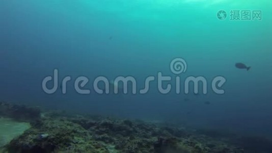 珊瑚礁和蓝海莫奈德浅滩-菲律宾视频