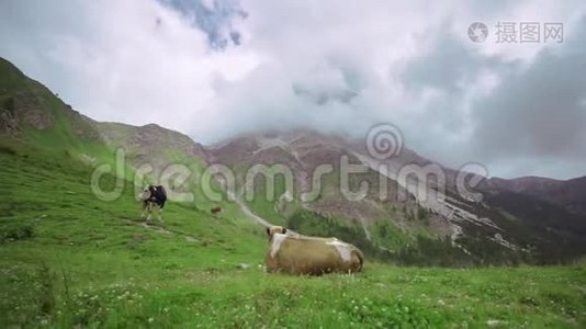 两头牛躺在高山中央的绿草上，云朵抚摸着岩石的尖端视频