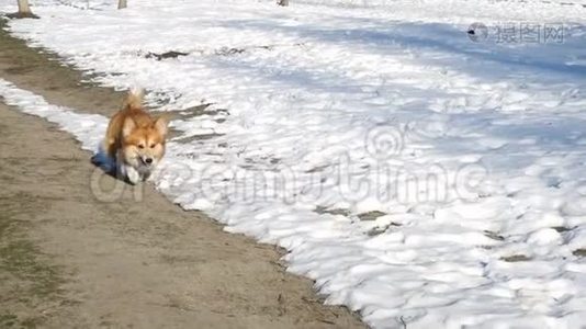 在阳光明媚的冬日，科吉蓬松地在雪地上奔跑视频