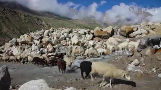 绵羊和山羊山山羊视频