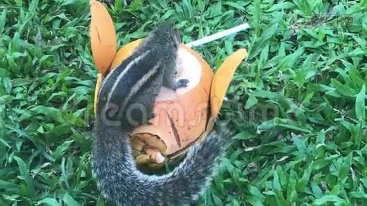 一只棕榈树松鼠吃椰子视频