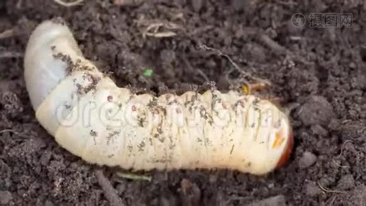 可能虫幼虫在土壤中，时间推移视频
