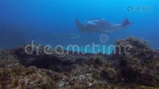 曼塔雷和豹鲨游得很近。 蓝色海水中优雅的大曼塔雷视频