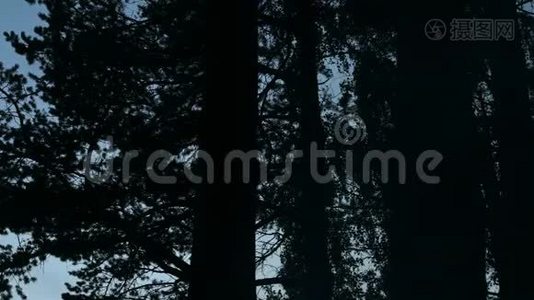 日落背景上的树视频