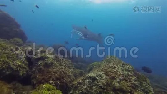 蓝色海水中小鱼的曼塔雷滑翔&阳光表面&海洋生物视频