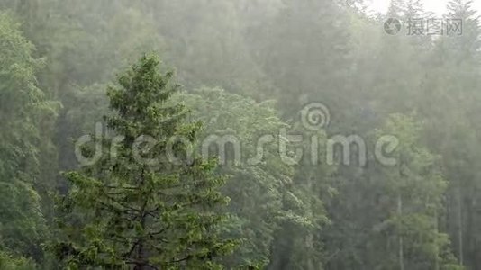 冬天雨落在森林树上，雾在山上移动视频