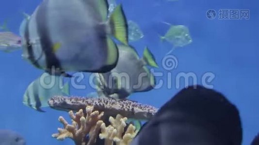 海洋生物的水下世界21视频