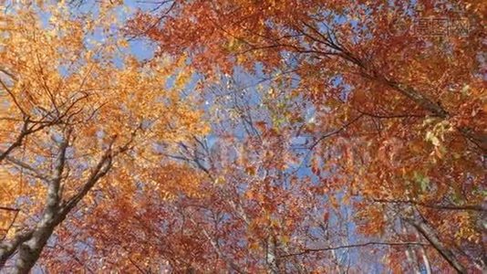 顶着蓝天的金色树叶的树冠，俯视图视频
