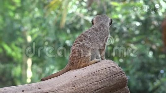 一种猫鼬野生动物视频