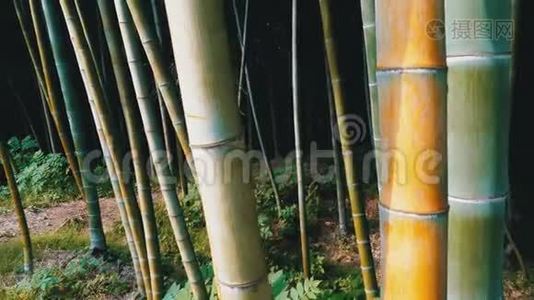 竹树林。 在异国森林中生长的高茎的青竹.视频