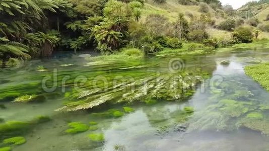 新西兰威卡托的清澈清新的河流视频