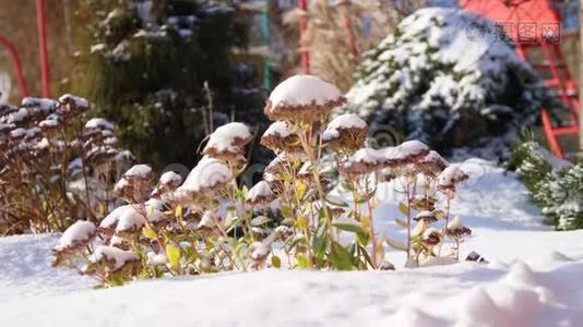 冬天，霜冻，下雪，晴天。 近景，永远绿的花，灌木丛，在花园的花坛下藏起来视频