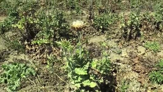 植物乳蓟蓟马或马卡草愈合草本，在一个干燥的花序与开花视频