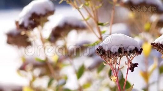 冬天，霜冻，下雪，晴天。 近景，永远绿的花，灌木丛，在花园的花坛下藏起来视频