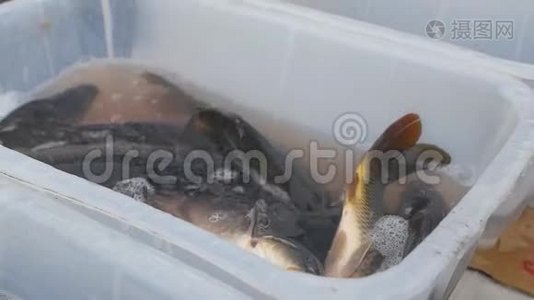 鱼鲤鱼在市场上出售，特写，慢莫视频