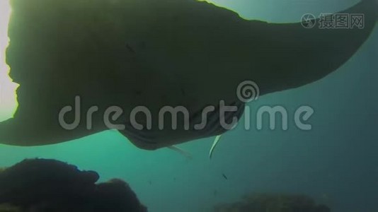 曼塔·雷·吉尔斯·波夫特写镜头。 大曼塔雷在蓝海水中游泳。 海洋生物视频