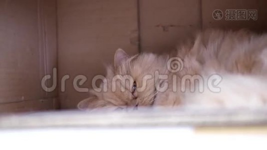 睡波斯猫在盒子里的运动视频